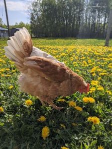 chicken in dandelions small