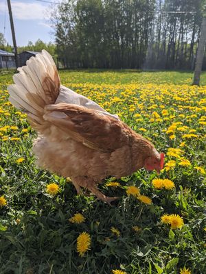 chicken in dandelions