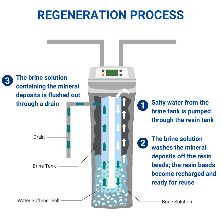 regeneration process infographic