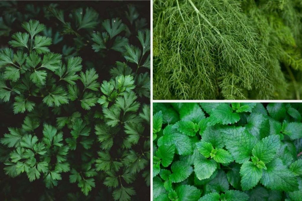 10 herbs that grow in the shade