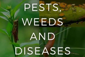 Pests, Weeds and Diseases category