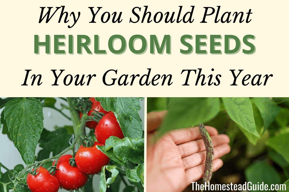 Why You Should Plant Heirloom Seeds in Your Garden This Year
