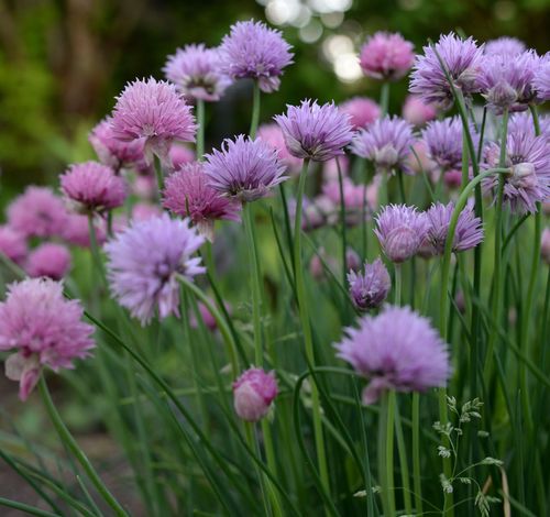 chives with purple round flowers