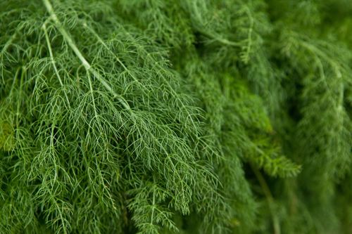 close up of dill leaves