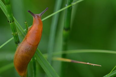 garden slug