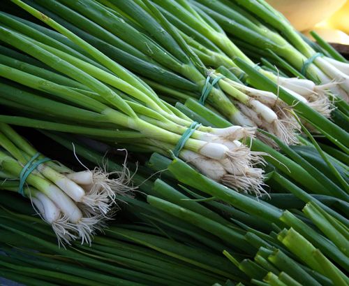 Close up of bunches of green onions