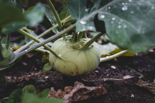 Kohlrabi growing on top of the soil