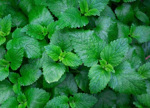 fresh mint leaves