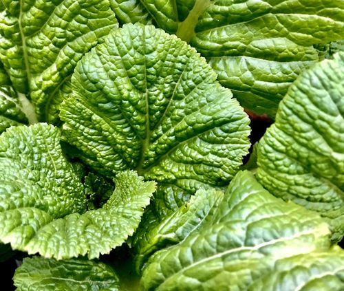 Close up of young mustard greens