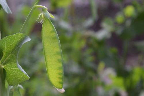 Close up of a snap pea on the vine