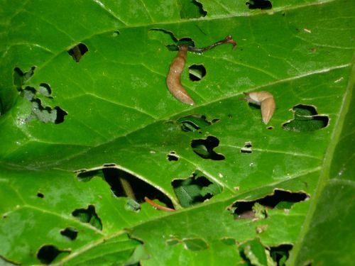 slugs on a leaf full of holes