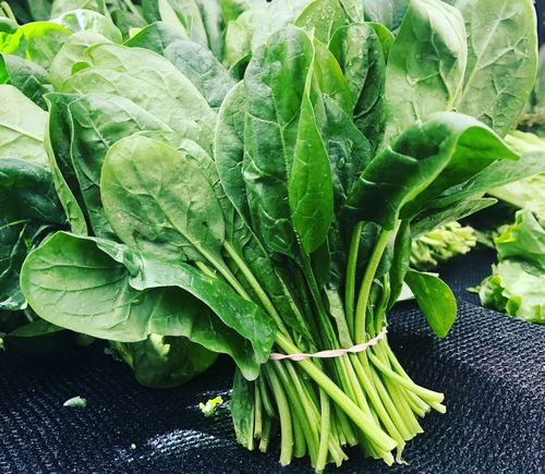 Fresh spinach leaves held together with an elastic band