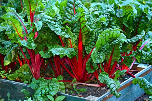 Colorful Swiss chard growing in a shallow container.