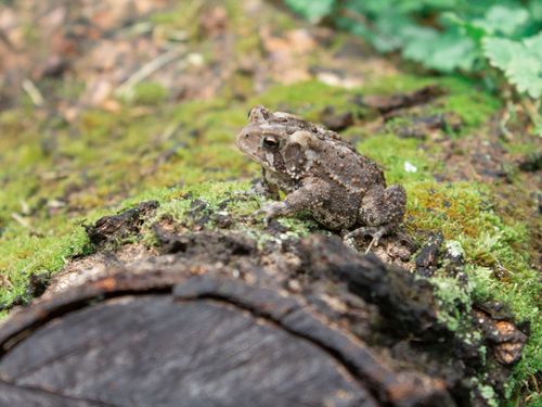 a brown toad sitting on a mossy log.