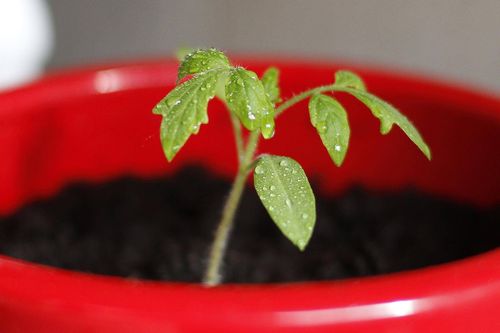 tomato seedling