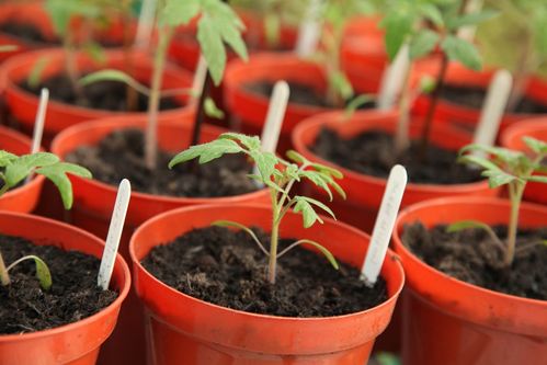 tomato seedlings in containers