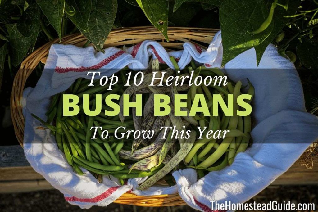 Top 10 Heirloom Bush Beans to Grow This Year