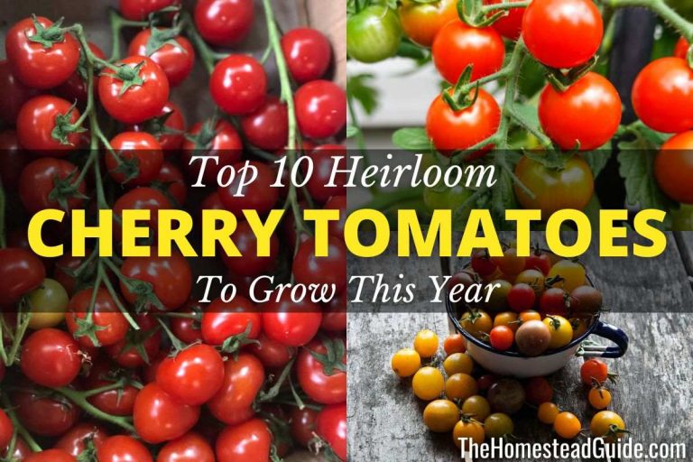 Top 10 Heirloom Cherry Tomatoes to Grow in 2024 The Homestead Guide