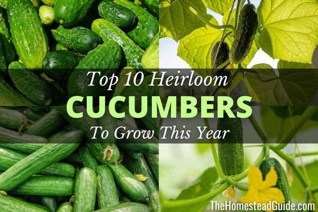 Top 10 Heirloom Cucumbers