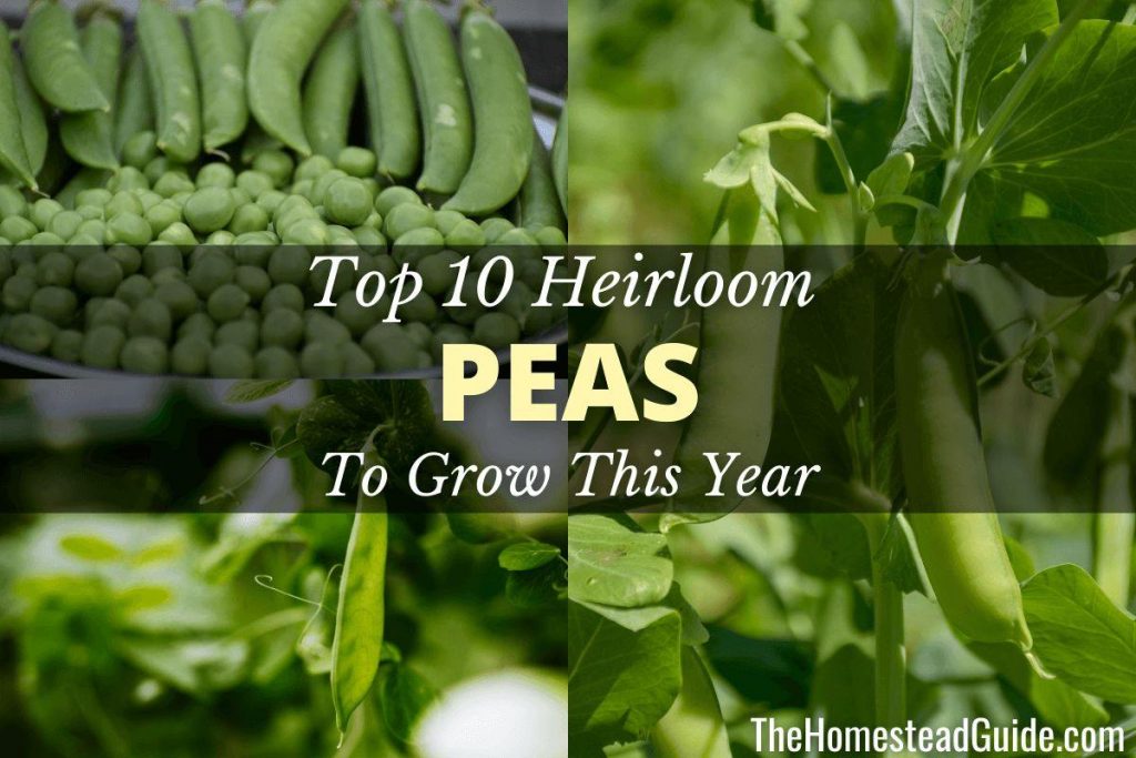 Top 10 Heirloom Peas