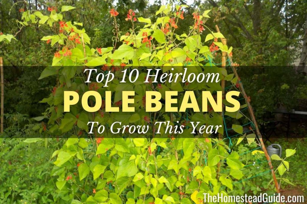 Top 10 Heirloom Pole Beans to Grow This Year