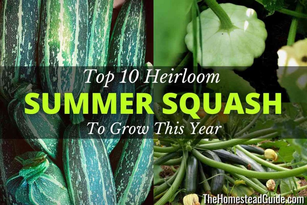 Top 10 Heirloom Summer Squash to Grow This Year