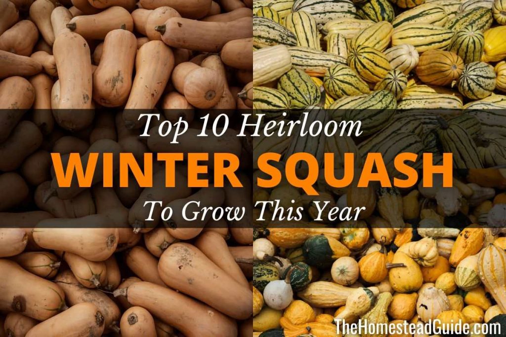 Top 10 Heirloom Winter Squash