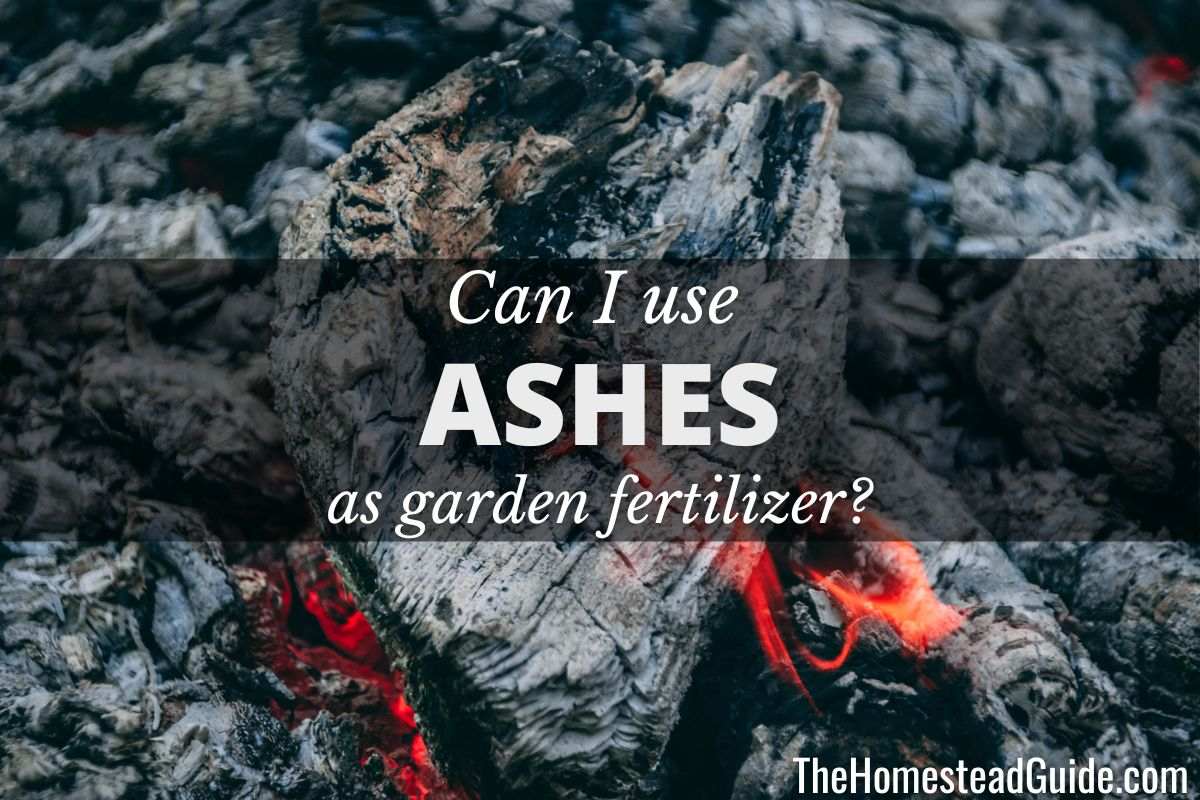 Can I use ashes as fertilizer
