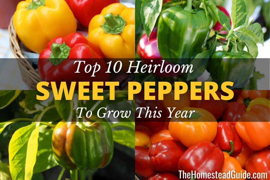 Top 10 heirloom sweet peppers to grow this year