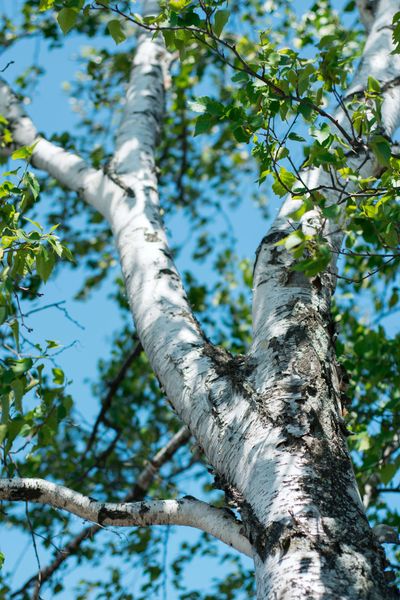 Shot from below of tall birch tree