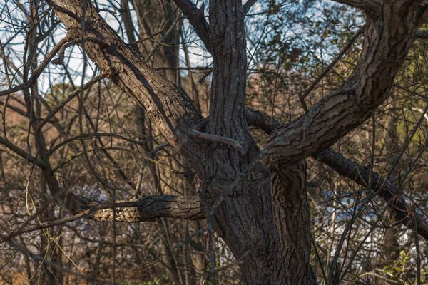 black willow tree trunk and branches