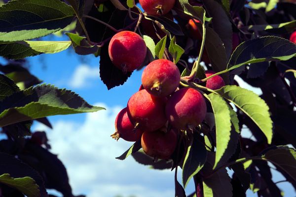 Close up shot of a cluster of red crabapples