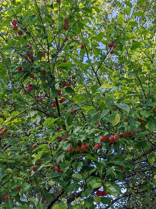 Close up of crabapple tree with lots of small, red apples in clusters