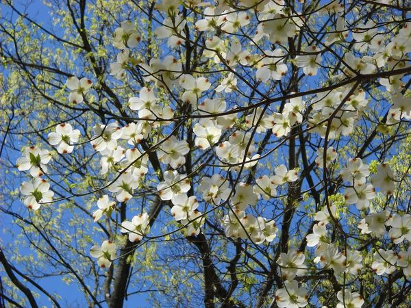 flowering dogwood white blossoms