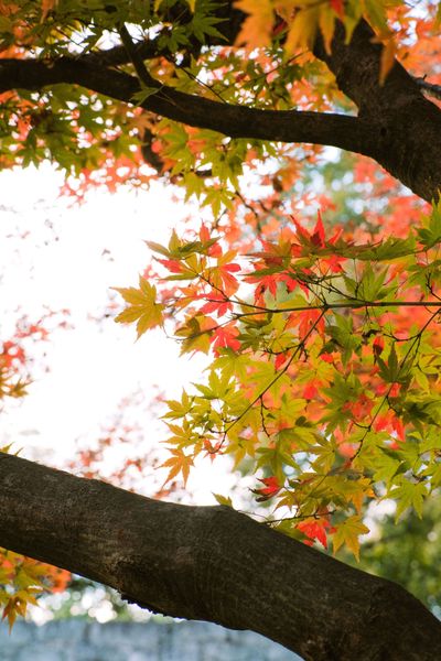 Shot from below of green and red maple leaves on tree