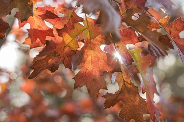 close up of oak tree leaves in autumn