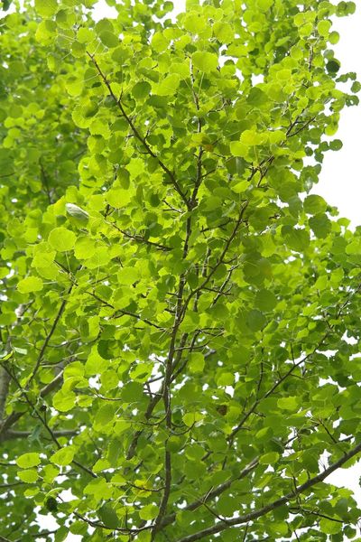 Green poplar leaves with sun shining through