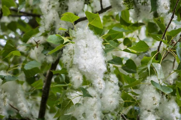 White fluffy seeds on a poplar tree
