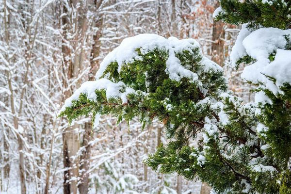 Cedar tree branch covered in snow