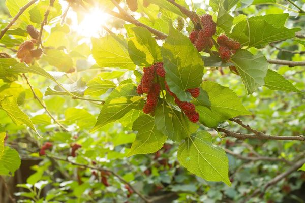 red mulberry leaves and berries