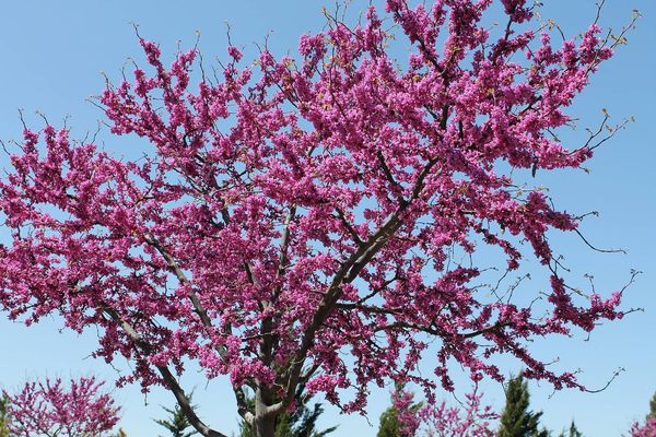 Redbud tree blooming with bright pink blossoms
