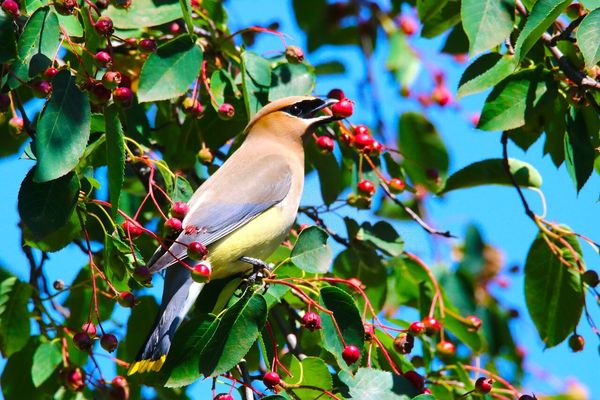 Cedar waxwing perched on serviceberry branch with red berry in mouth
