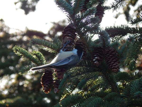 Chickadee hanging on spruce tree cone