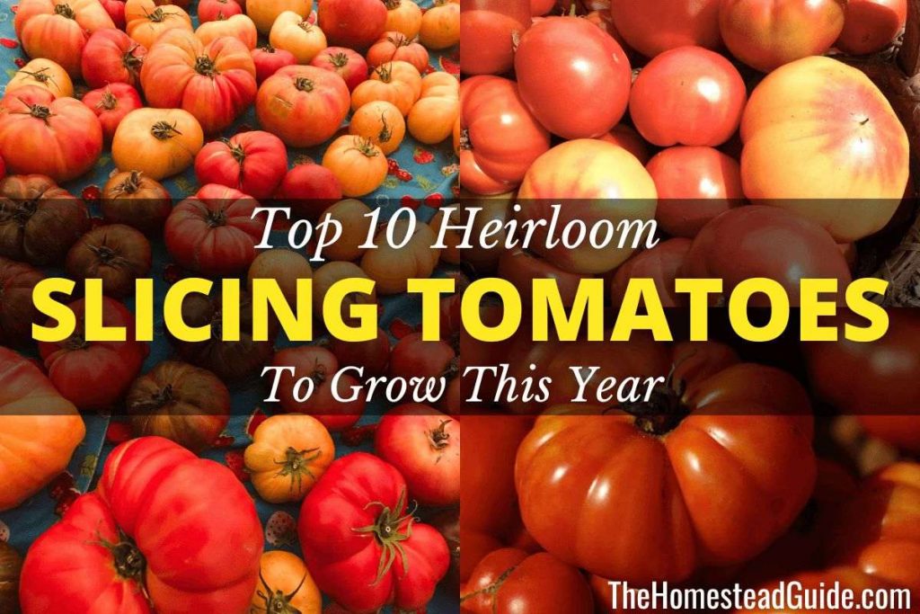 Top ten heirloom slicing tomatoes to grow this year
