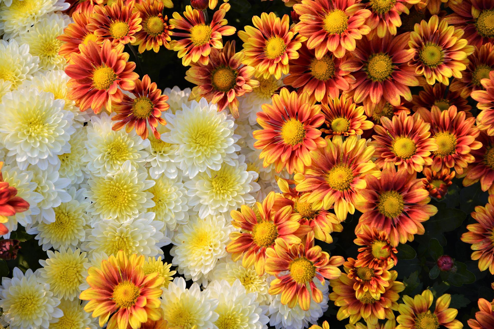 Yellow, orange and red autumn flowers