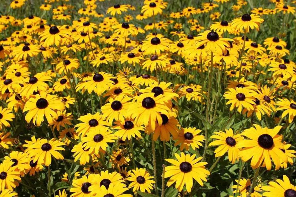A field of black-eyed susan flowers