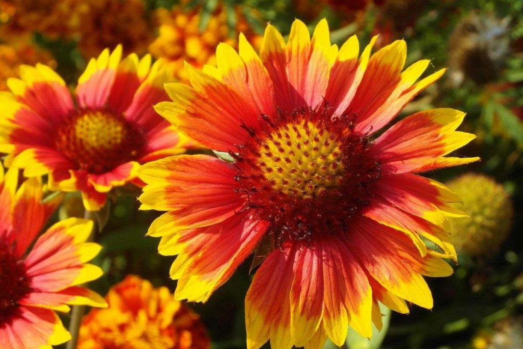 Close up of orange and yellow blanket flower
