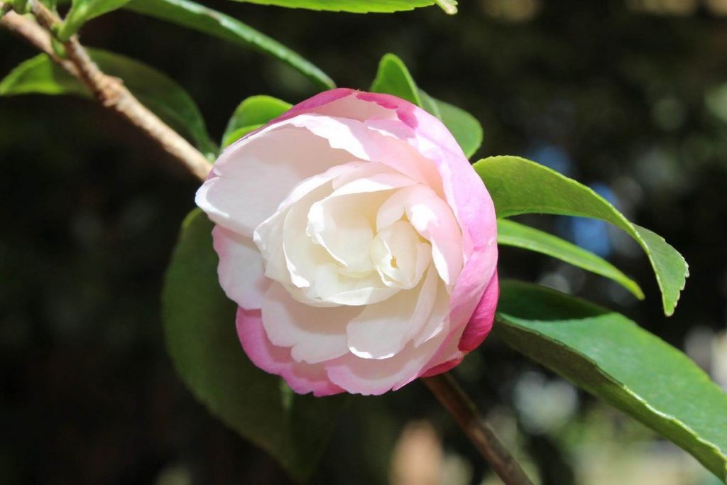 Pink and white camellia flower