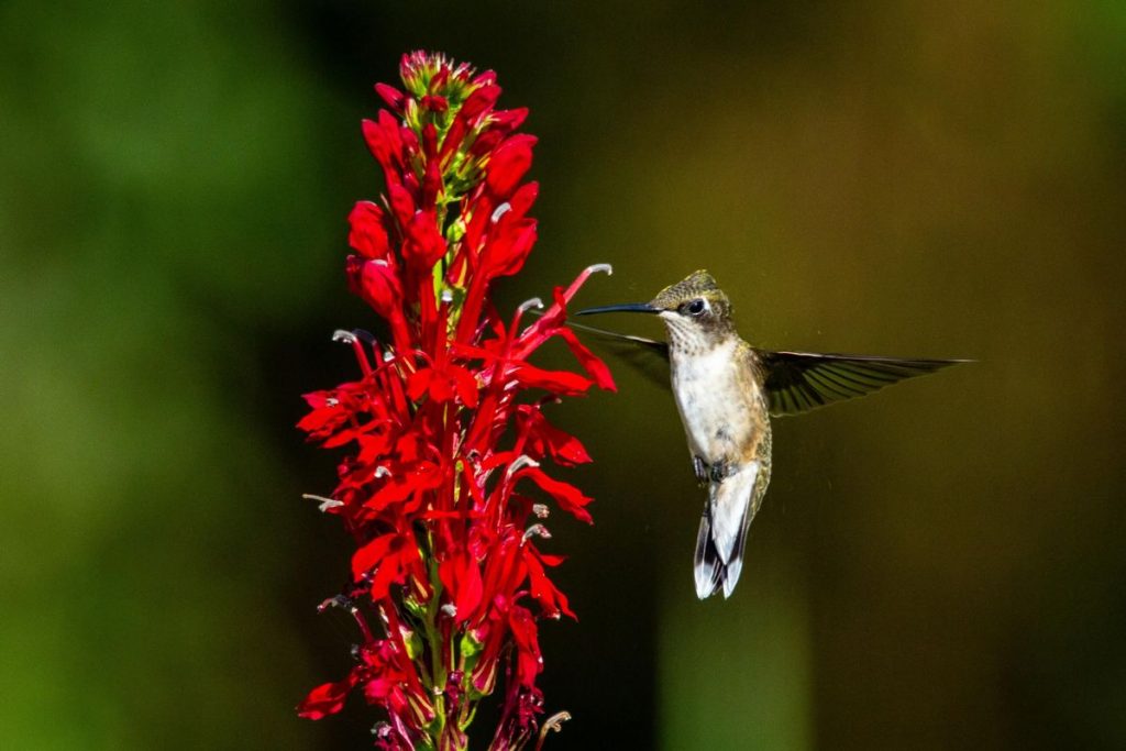 Close up of red cardinal flower stalk with hummingbird hovering beside it