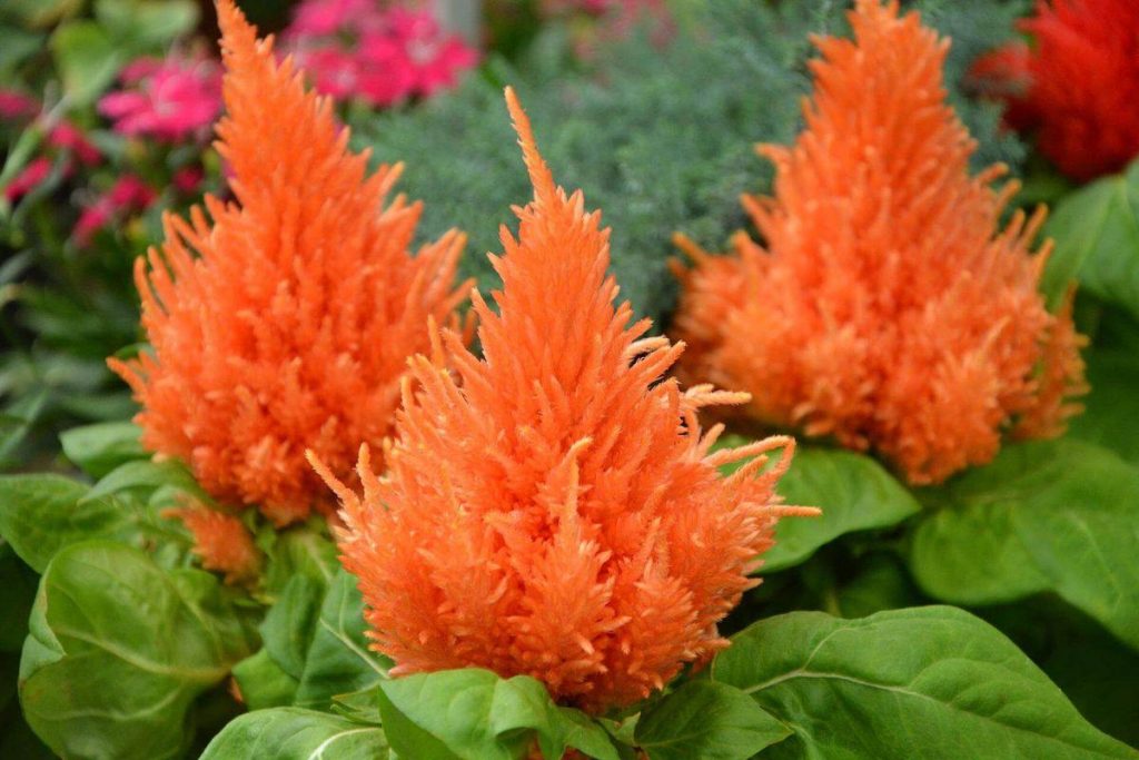 Orange celosia flowers
